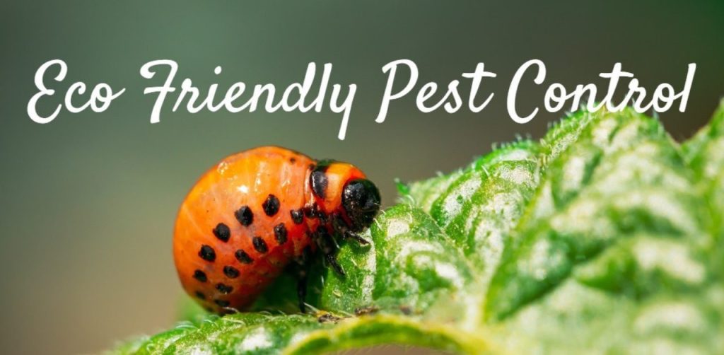 Sell My Pest Control Business 14 How To Sell My Pest Control Business